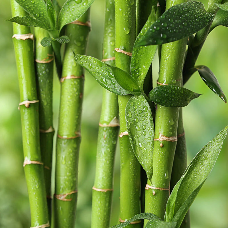 Bamboo Extract